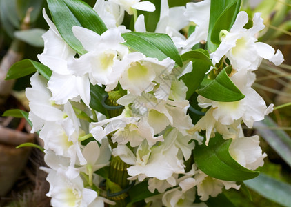 美丽的白兰花团Macro背景图片