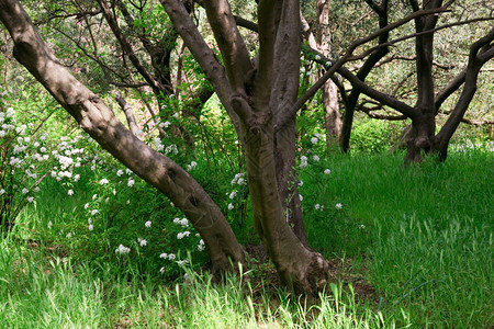 春林中的花丛和白背景图片