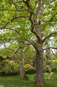 夏令营banner绿色夏令营的两棵大树背景