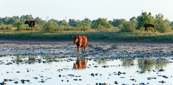 牧牛靠近沼泽地背景图片