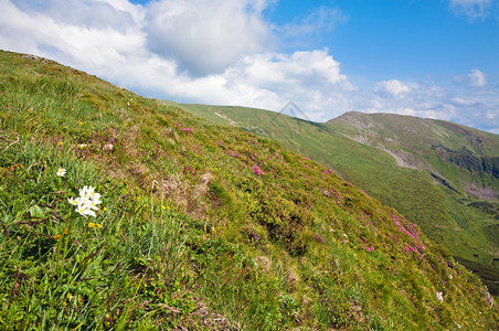 夏季山边乌克兰喀尔巴阡山的粉红多登山花乌克兰喀尔巴阡山图片