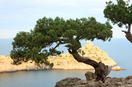 在岩石上和海边的松树与卡普契克的斗篷后面诺维耶斯特保留地克里米亚乌兰图片