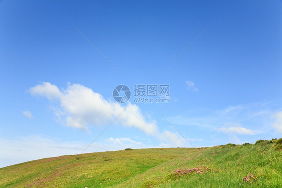 夏季山坡上的粉红色多登山花图片