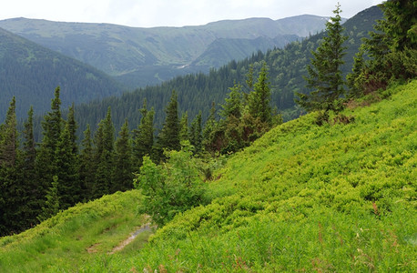 Fir森林和乡村公路夏季山边有水坑乌克兰喀尔巴阡山图片