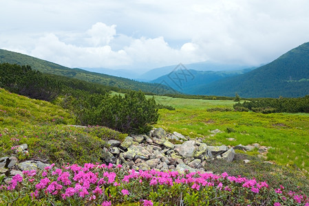 夏季山边乌克兰喀尔巴阡山的粉红多登山花乌克兰喀尔巴阡山图片