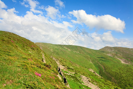 夏季山坡和顶云上乌克兰喀尔巴阡山的粉红多登山花图片