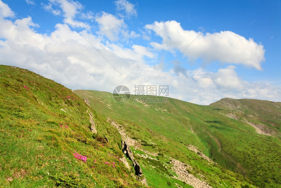 夏季山坡和顶云上乌克兰喀尔巴阡山的粉红多登山花图片