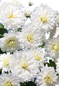 白菊花背景图片