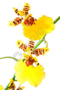 美丽的波塞奥黄色棕兰花团Macro图片