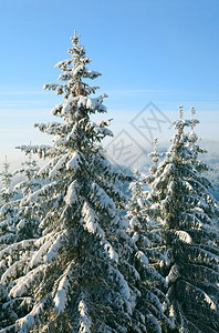 寒冬平静的山地景观风雪覆盖了树木和一些雪图片