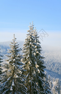寒冬平静的山地景观风雪覆盖了树木和一些雪图片