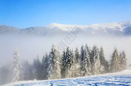 冬季薄雾的山地景观布满了和雪覆盖的树苗图片