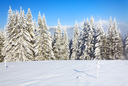 冬季薄雾的山地景观布满了和雪覆盖的树苗图片