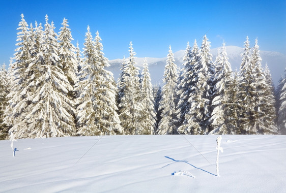 冬季薄雾的山地景观布满了和雪覆盖的树苗图片