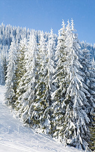 寒冬平静的山地景观风和雪覆盖的采树图片