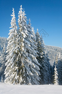 寒冬平静的山地景观风和雪覆盖的采树图片