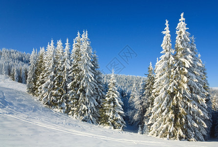 寒冬平静的山地景观风和雪覆盖树木降图片