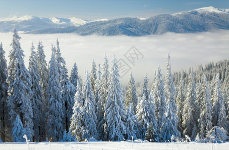 冬季平静的山地风景有些雪覆盖在前端从Bukovel滑雪胜地乌克兰到Svydovets山脊图片