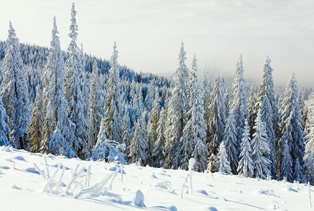 寒冬平静的山地景观风和雪覆盖的采树图片