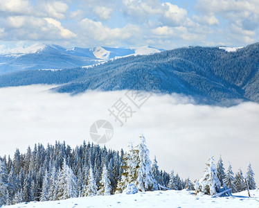 冬季平静的山地风景与雪覆盖的树Bukovel滑雪胜地乌克兰斯维多茨山脊的景象综合图图片