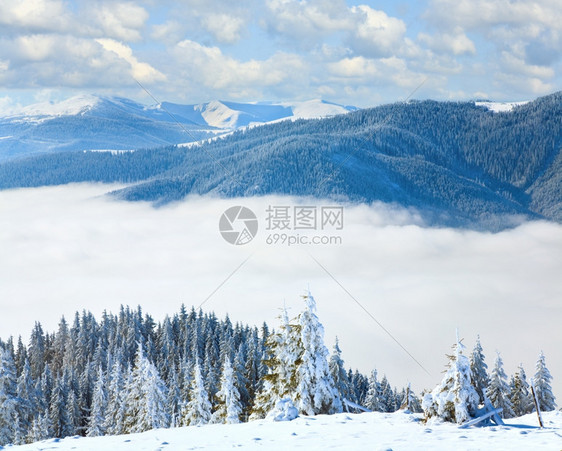 冬季平静的山地风景与雪覆盖的树Bukovel滑雪胜地乌克兰斯维多茨山脊的景象综合图图片