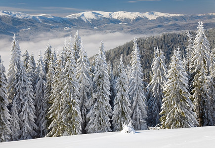 冬季平静的山地景观上布满了和雪覆盖的树苗从Bukovel滑雪胜地乌克兰到Svydovets山脊图片