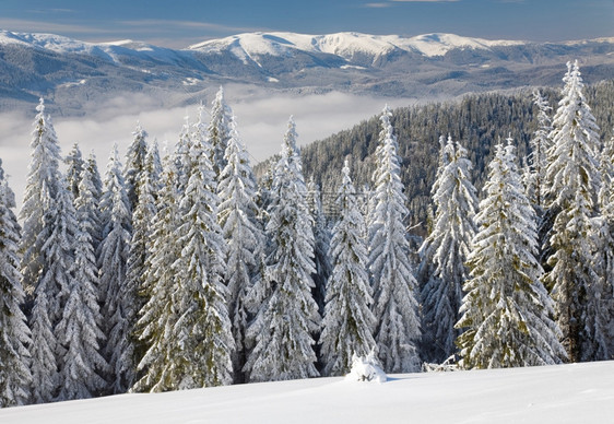 冬季平静的山地景观上布满了和雪覆盖的树苗从Bukovel滑雪胜地乌克兰到Svydovets山脊图片