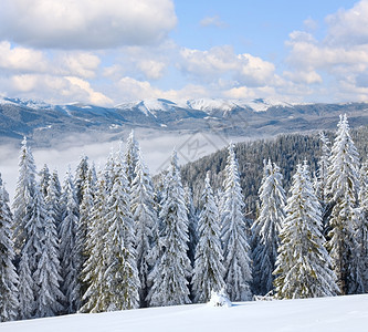 冬季平静的山地景观上布满了和雪覆盖的树苗从Bukovel滑雪胜地乌克兰到Svydovets山脊图片