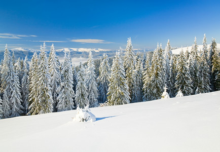 冬季平静的山地景观上布满了和雪覆盖的树苗从Bukovel滑雪胜地乌克兰到Svydovets山脊图片