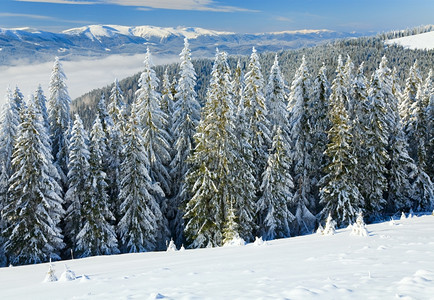 冬季平静的山地景观上布满了和雪覆盖的树苗从Bukovel滑雪胜地乌克兰到Svydovets山脊图片