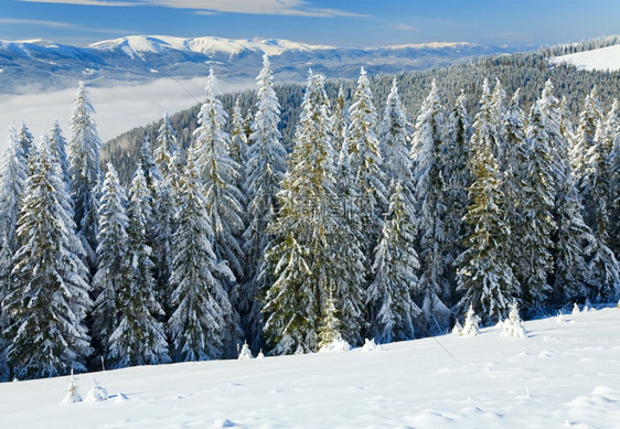 冬季平静的山地景观上布满了和雪覆盖的树苗从Bukovel滑雪胜地乌克兰到Svydovets山脊图片