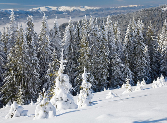 冬季平静的山地景观上布满了和雪覆盖的树苗从Bukovel滑雪胜地乌克兰到Svydovets山脊图片