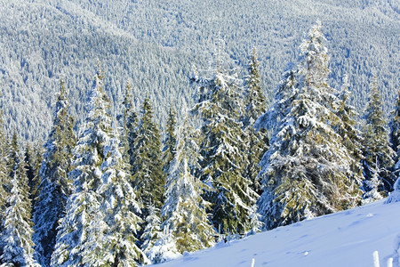 寒冬平静的山地景观风和雪覆盖的采树图片