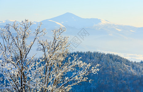 寒冬平静的山地风景前面的树木有黑雪覆盖着山地和图片