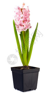 春假粉色长青柳植物花盆朵白底孤立的花盆朵图片