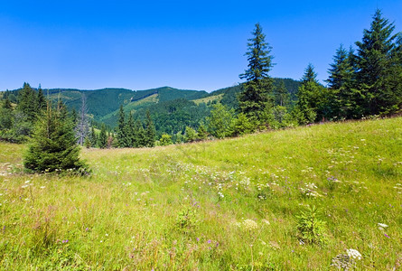 夏季山地景观前面有开花的草原图片