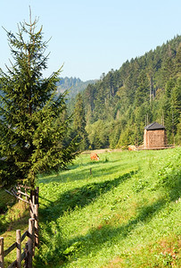 两头牛在夏季清晨草地放牧喀尔巴阡山乌克兰图片