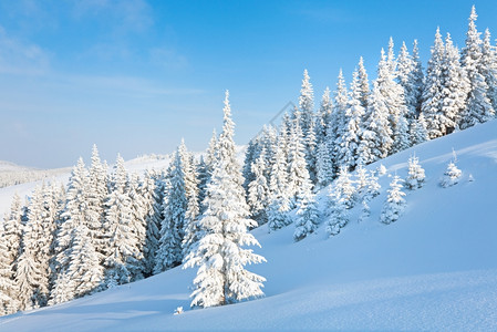 清晨冬季平静的山地景观坡上有美丽的fir树Kukol山喀尔巴阡乌克兰喀尔巴阡山图片