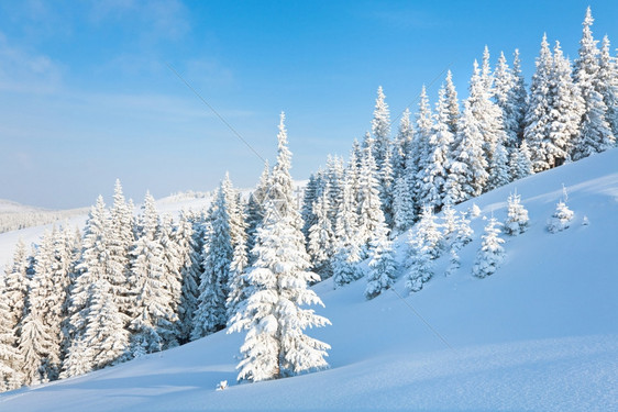 清晨冬季平静的山地景观坡上有美丽的fir树Kukol山喀尔巴阡乌克兰喀尔巴阡山图片