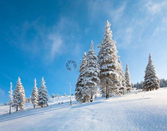 山上边蓝天空背景的风雪覆盖了山边的林图片