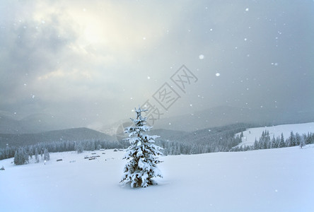 冬季平静的山地景观斜坡Kukol山喀尔巴阡乌克兰上有雪落的黄和美丽fir树Kukol山喀尔巴阡图片