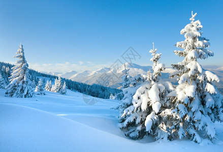 山边喀尔巴阡乌克兰边的林木被雪覆盖喀尔巴阡山图片