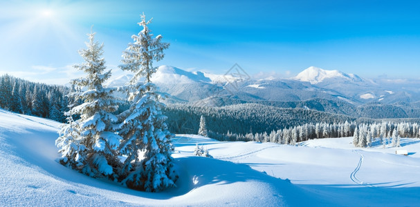 清晨冬季平静的山地景观坡上有fir树Goverla和PetrosMount风景喀尔巴阡山乌克兰图片