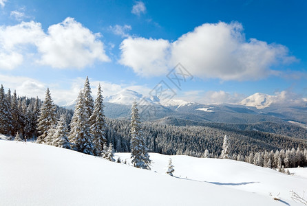 山边喀尔巴阡乌克兰边的林木被雪覆盖喀尔巴阡山图片