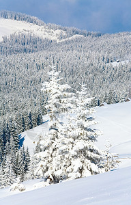 冬季平静的山地景观斜坡上有美丽的fir树Kukol山喀尔巴阡乌克兰喀尔巴阡山图片