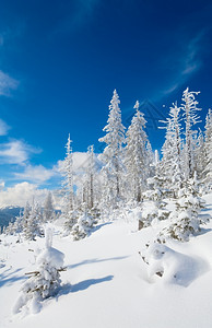 山边喀尔巴阡乌克兰边的林木被雪覆盖喀尔巴阡山图片