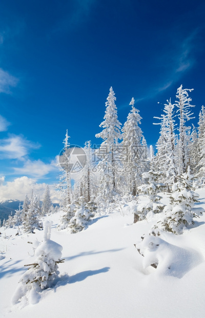 山边喀尔巴阡乌克兰边的林木被雪覆盖喀尔巴阡山图片