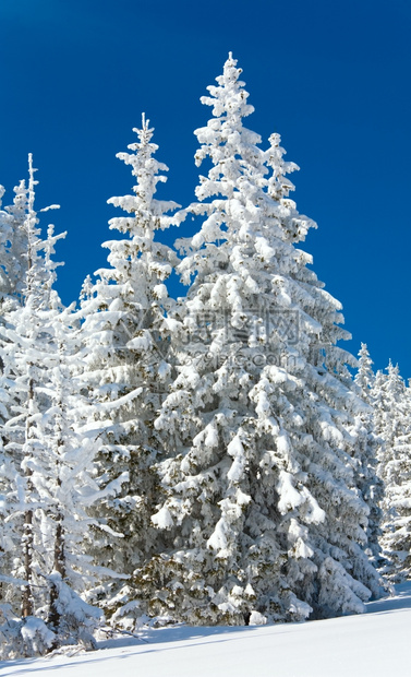 冬雪覆盖了山坡上蓝天空背景的山边风雪覆盖了卷木图片