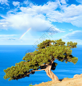 蓝云彩虹位于岩石和海洋的夏日柔树上NovyjSvit保留地克里米亚乌兰图片