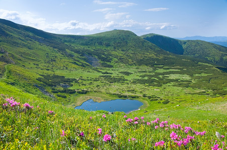 小型夏季山湖附近乌克兰喀尔巴阡山的粉红多登山花图片